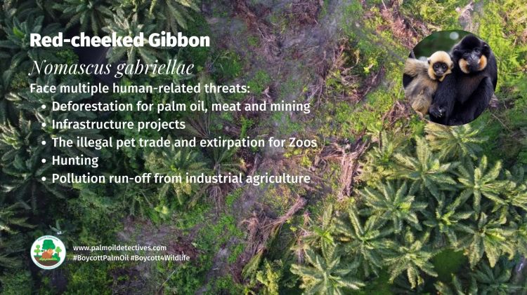 Red-cheeked Gibbon Nomascus gabriellae