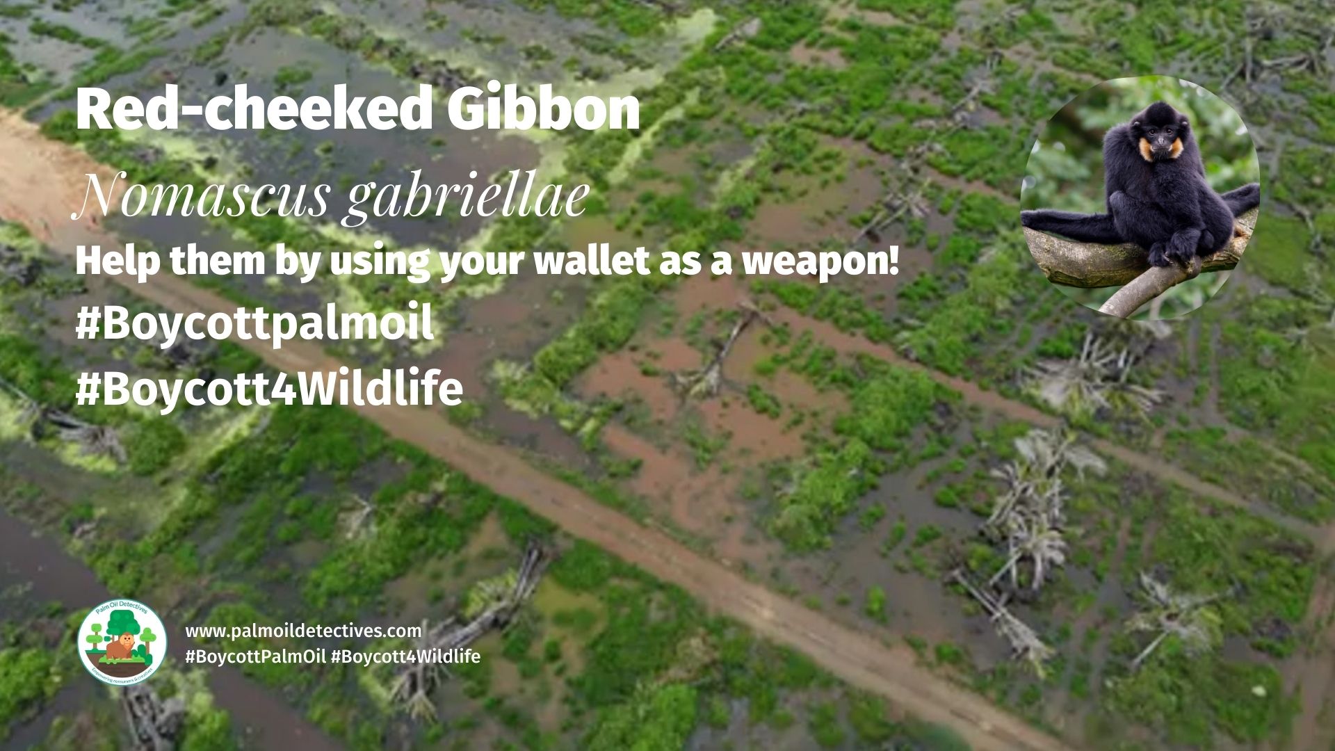 Red-cheeked Gibbon Nomascus gabriellae