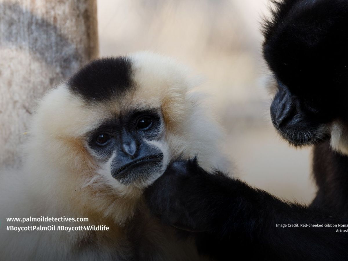 Red-cheeked Gibbon Nomascus&nbsp;gabriellae