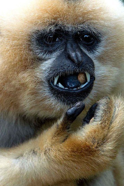 Red-cheeked Gibbon Nomascus gabriellae