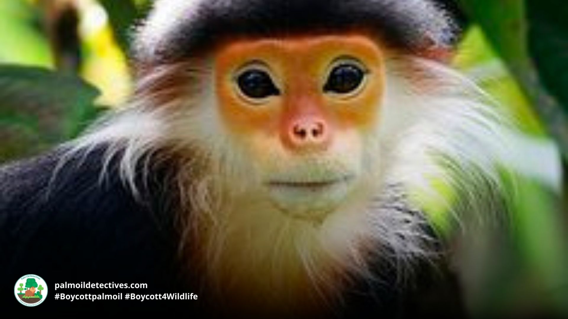 Red-shanked Douc Langur Pygathrix nemaeus