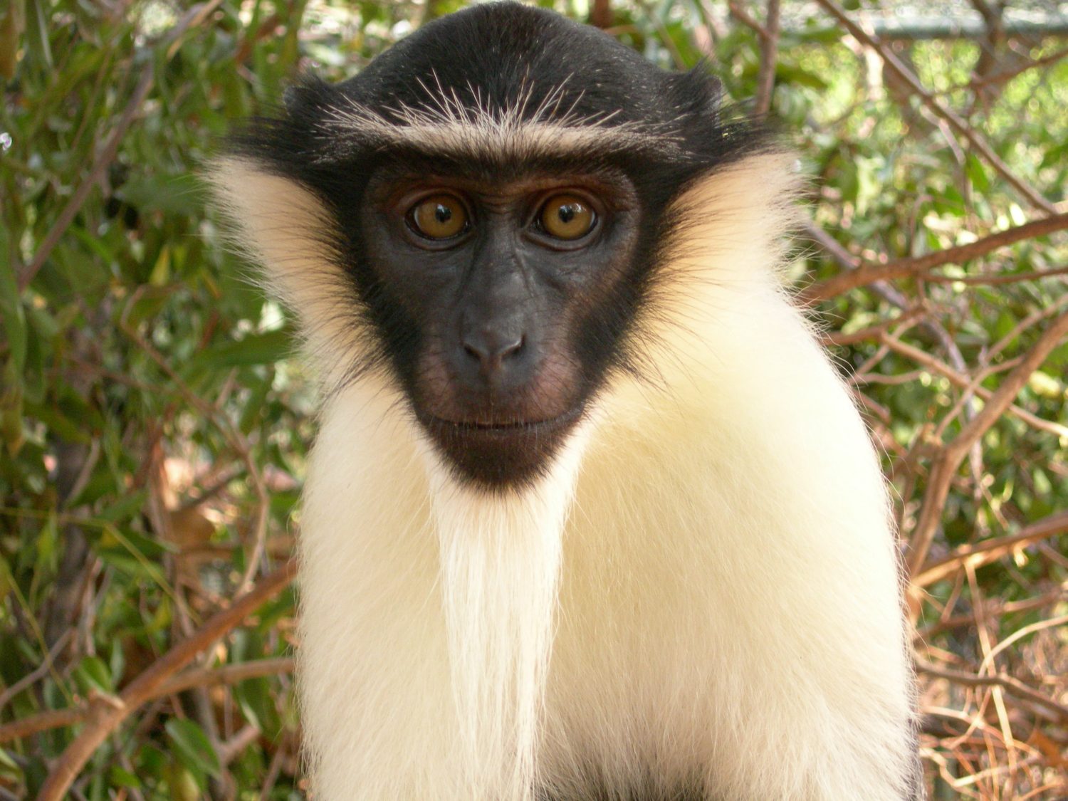 Roloway Monkey Cercopithecus roloway
