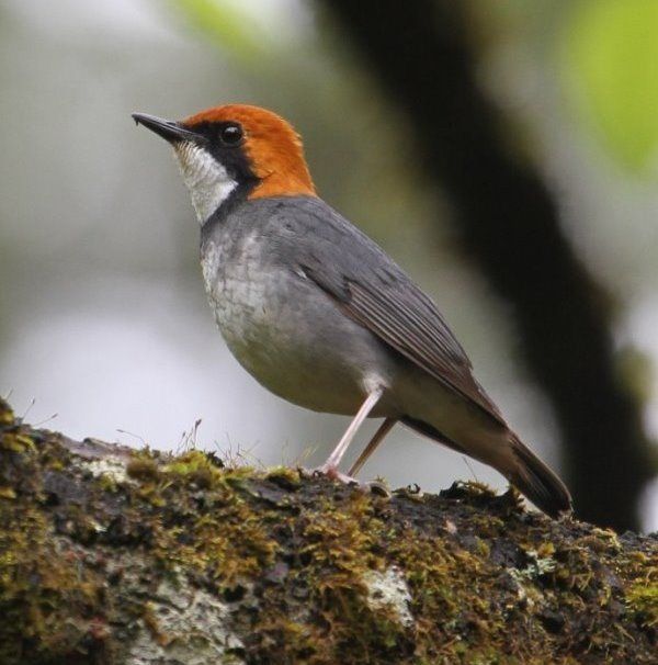 Rufous-headed Robin Luscinia ruficeps