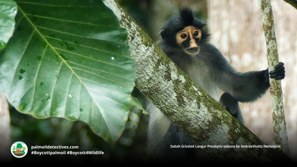 Sabah Grizzled Langur Presbytis sabana by AndraeSholtz iNaturalist (2)