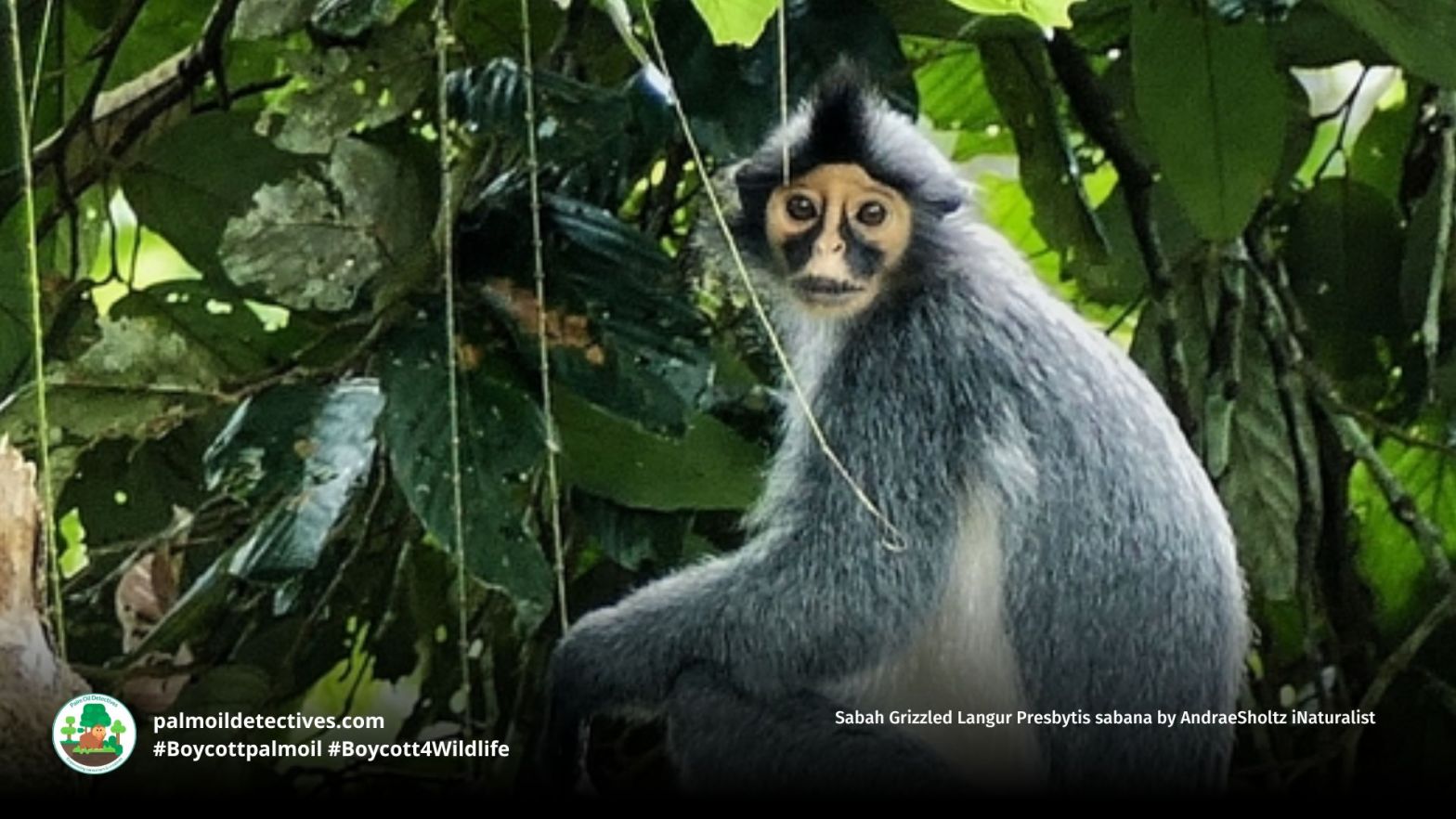 Sabah Grizzled Langur Presbytis sabana by AndraeSholtz iNaturalist