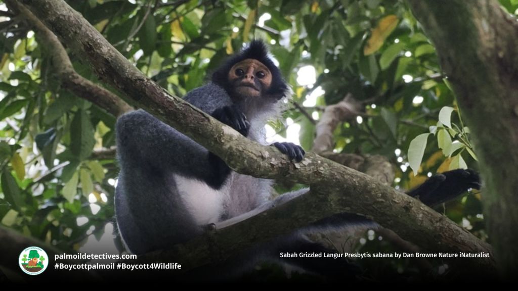 Sabah Grizzled Langur Presbytis sabana by Dan Browne Nature iNaturalist