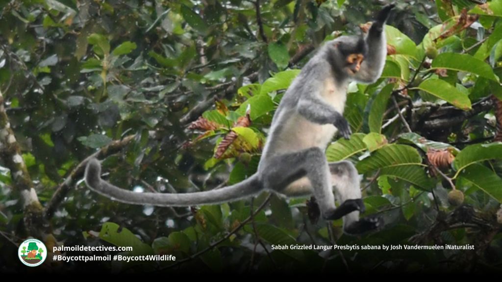 Sabah Grizzled Langur Presbytis sabana by Josh Vandermuelen iNaturalist