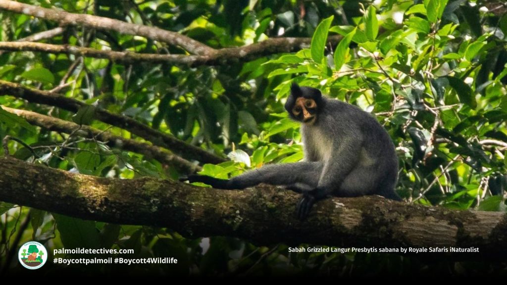 Sabah Grizzled Langur Presbytis sabana by Royale Safaris iNaturalist