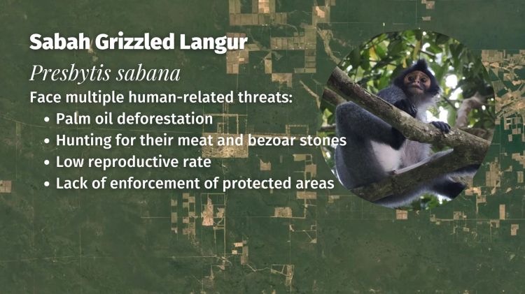 Saban Grizzled Langur Presbytis sabana threats