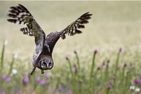 shelleys-eagle-owl-bubo-shelleyi