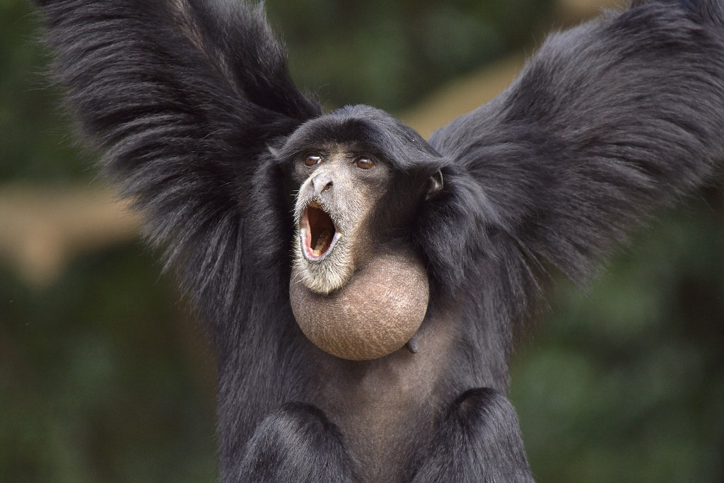 Siamang Symphalangus syndactylus