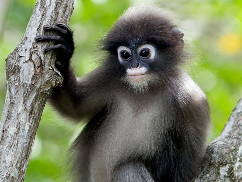 Silvery Lutung Trachypithecus cristatus