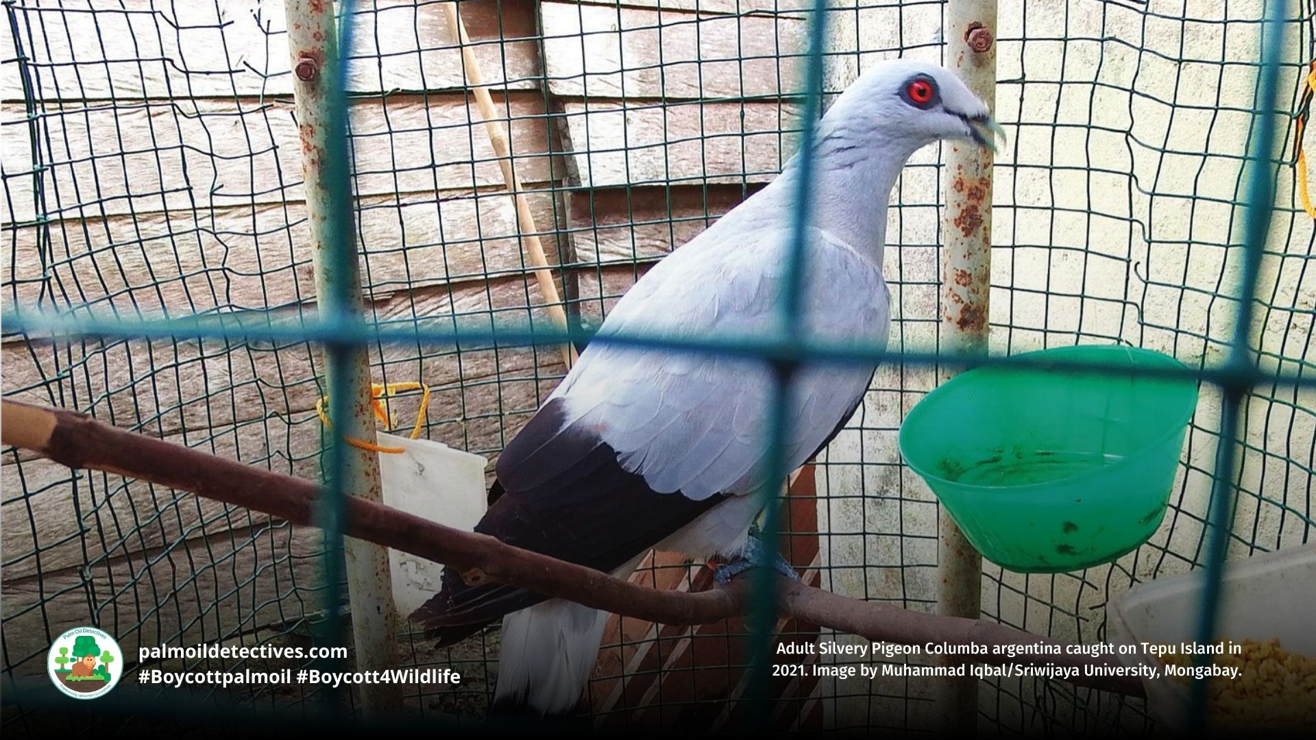 Silvery Pigeon Columba argentina