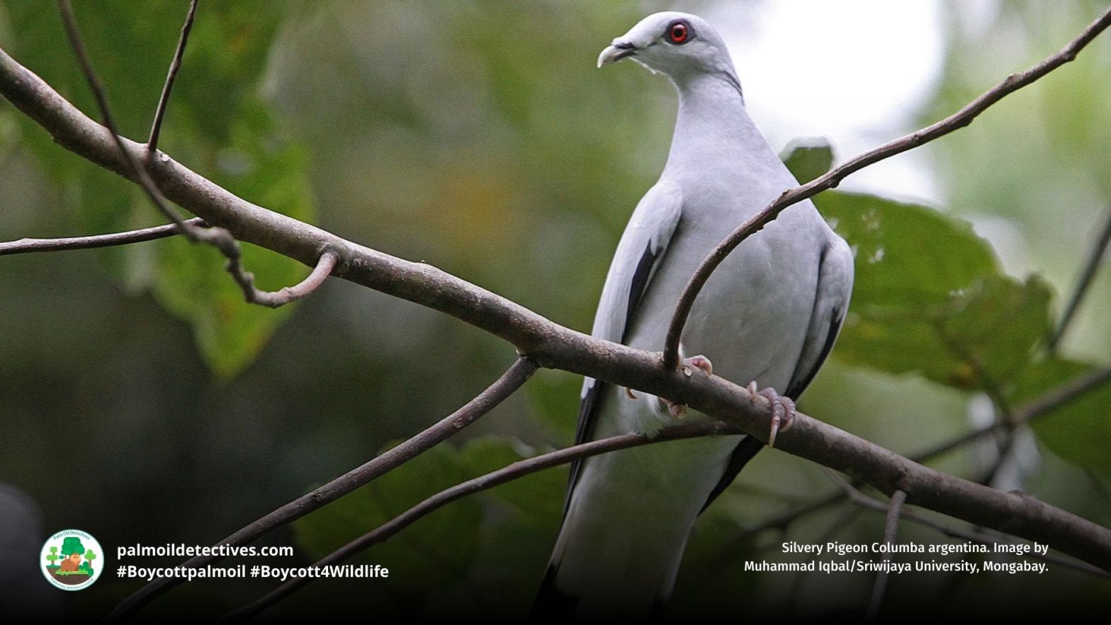 Silvery Pigeon Columba argentina