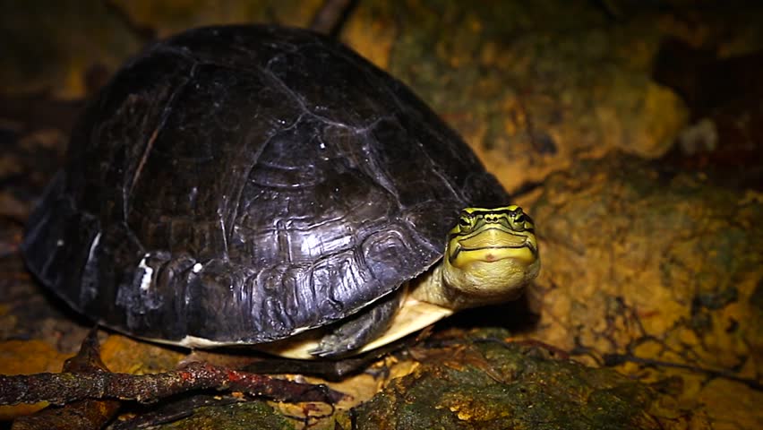 Southeast Asian Box Turtle Cuora amboinensis