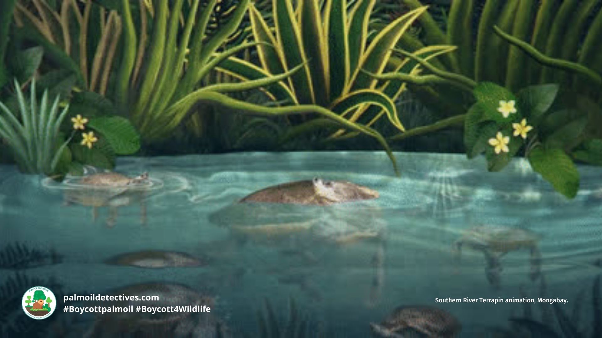 Southern river terrapin - Asia (4)