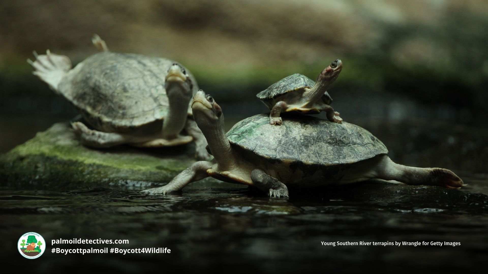 Southern River Terrapin Batagur affinis - Palm Oil Detectives