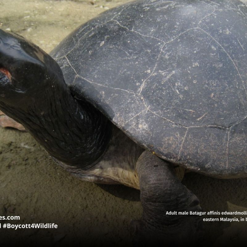 Southern River Terrapin Batagur&nbsp;affinis