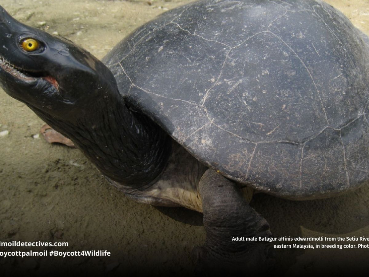 Southern River Terrapin Batagur&nbsp;affinis