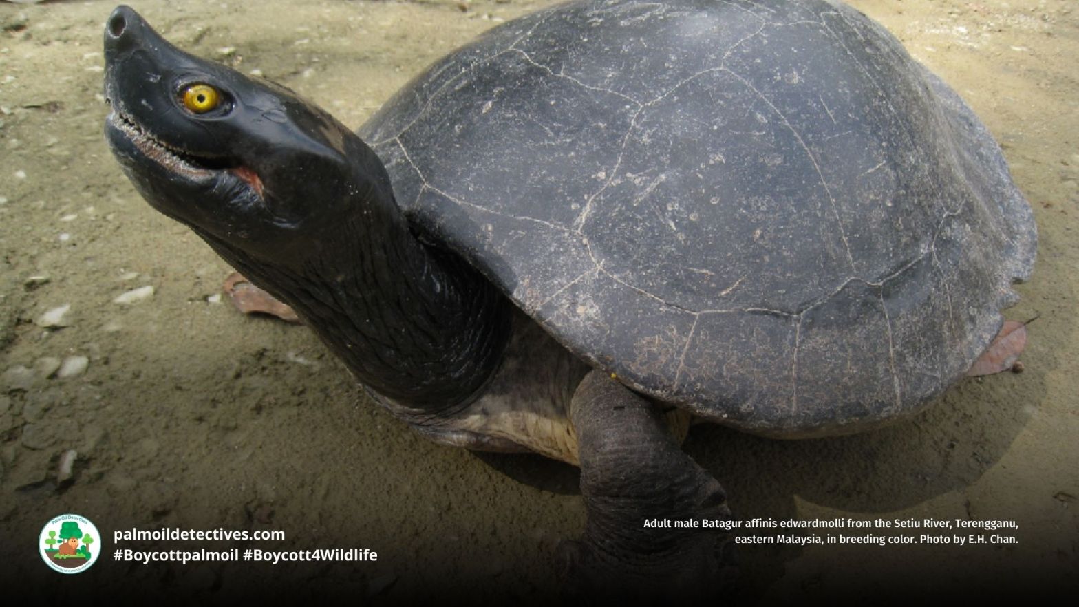 Southern river terrapin - Asia (4)