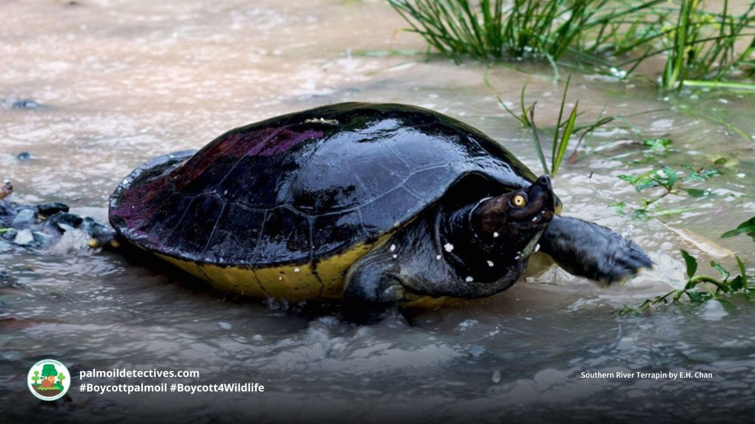 Southern River Terrapin Batagur affinis – Palm Oil Detectives