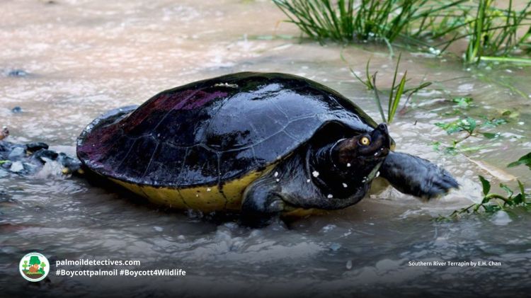 Southern river terrapin - Asia (4)