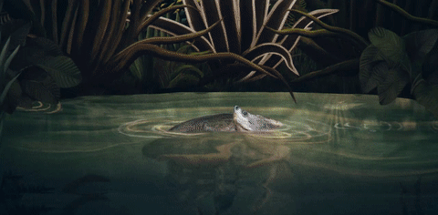 Southern River Terrapin Batagur affinis