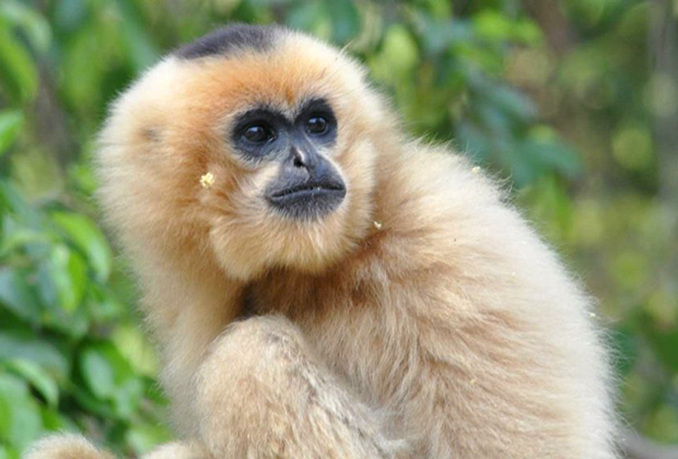 Southern White-cheeked Gibbon Nomascus siki