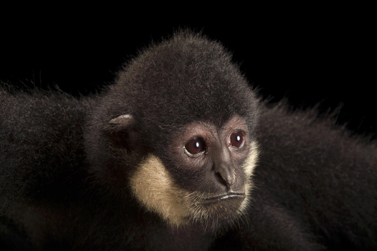 Southern White-cheeked Gibbon Nomascus siki