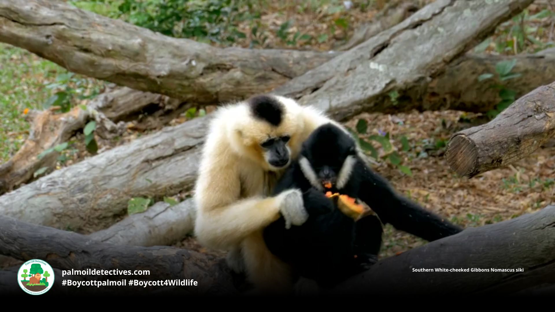 Southern White-cheeked Gibbons Nomascus siki assisted feeding 