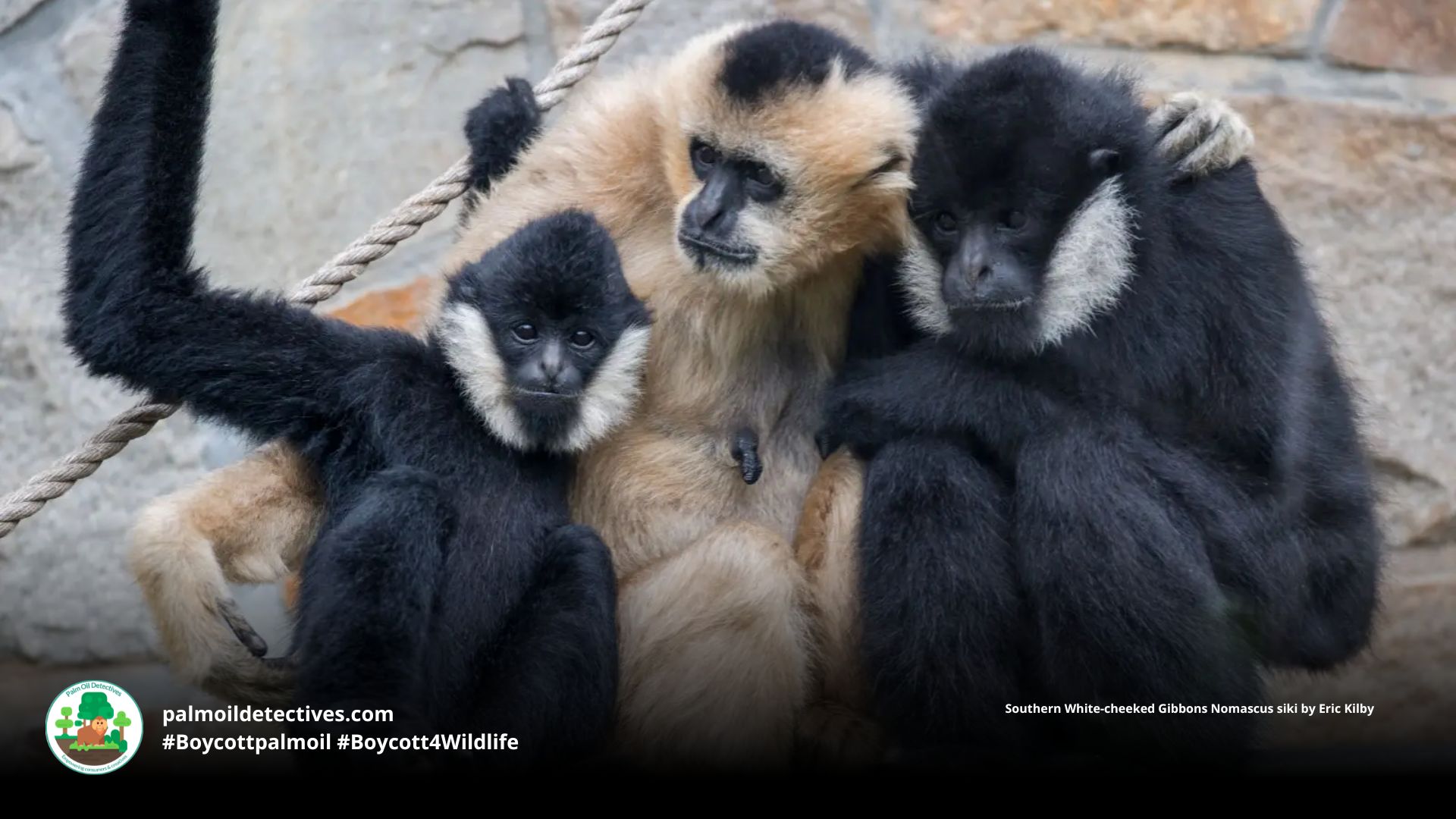 Southern White-cheeked Gibbons Nomascus siki family group hugging 