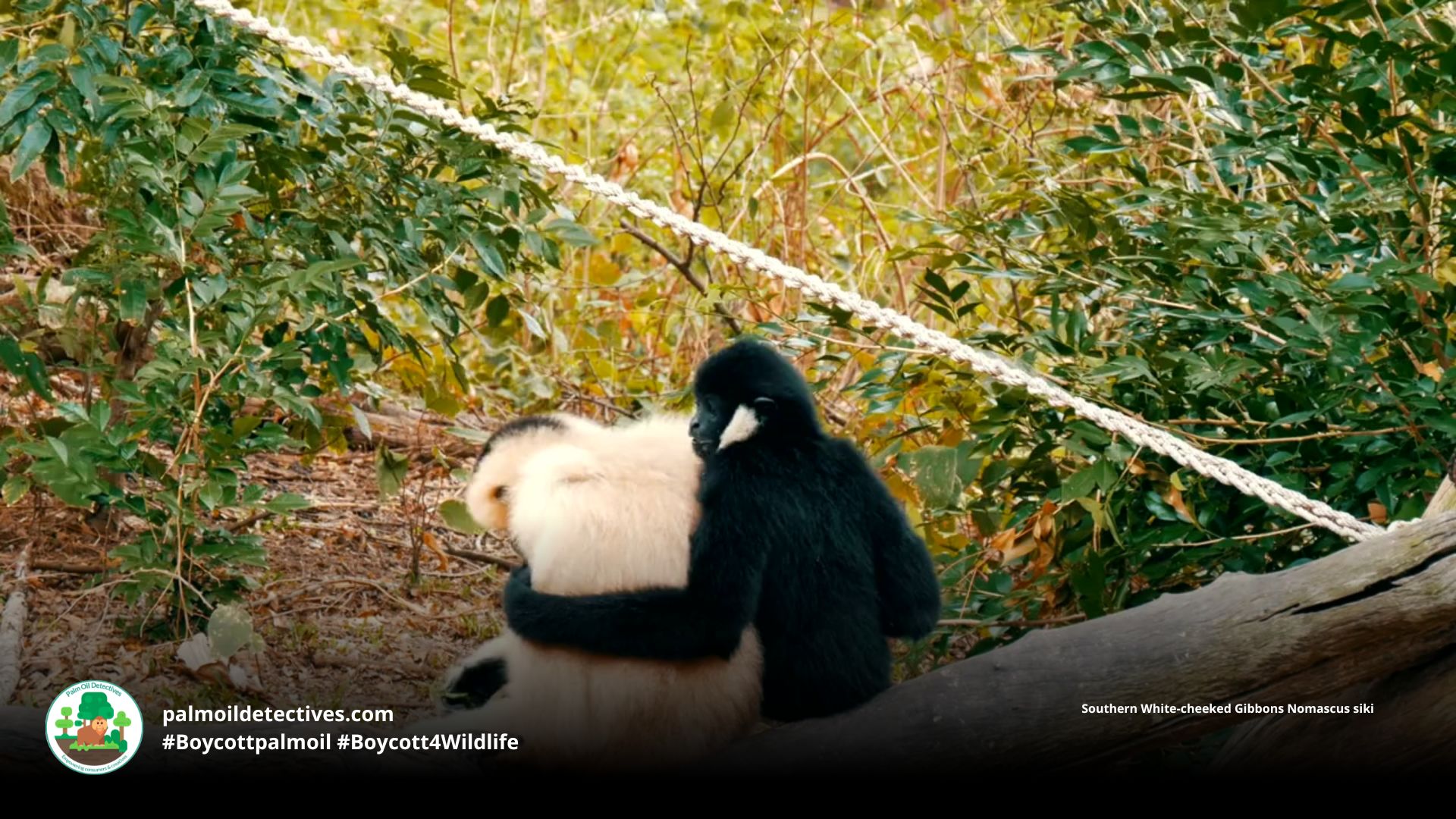 Southern White-cheeked Gibbons Nomascus siki couple hugging 