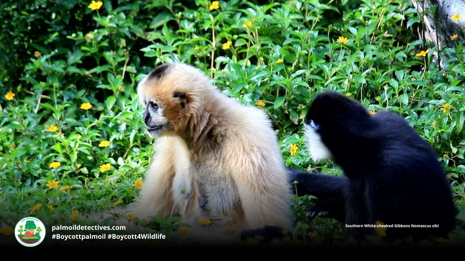 Southern White-cheeked Gibbons Nomascus siki couple canoodling 