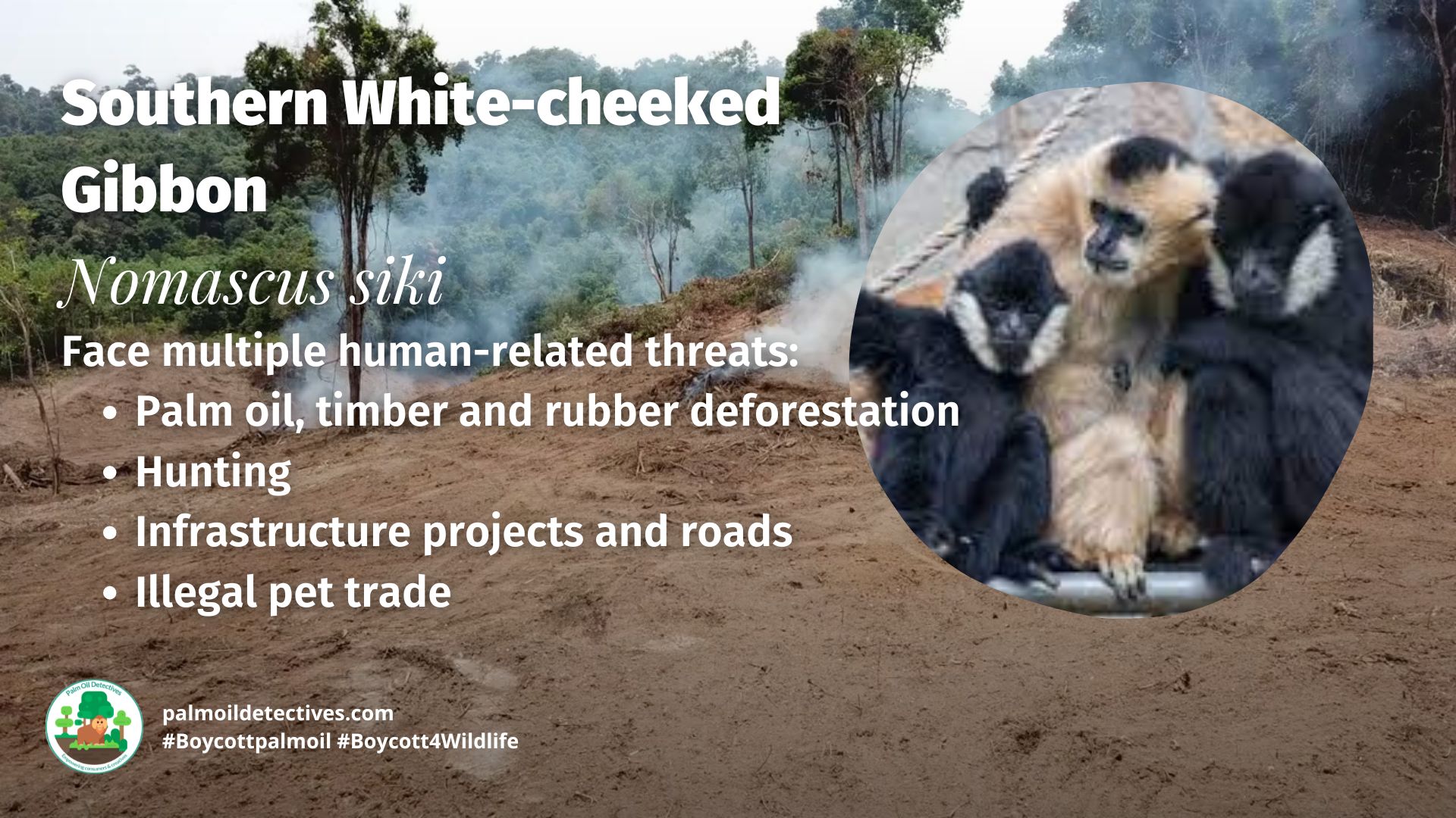 Southern White-cheeked Gibbons Nomascus siki threats