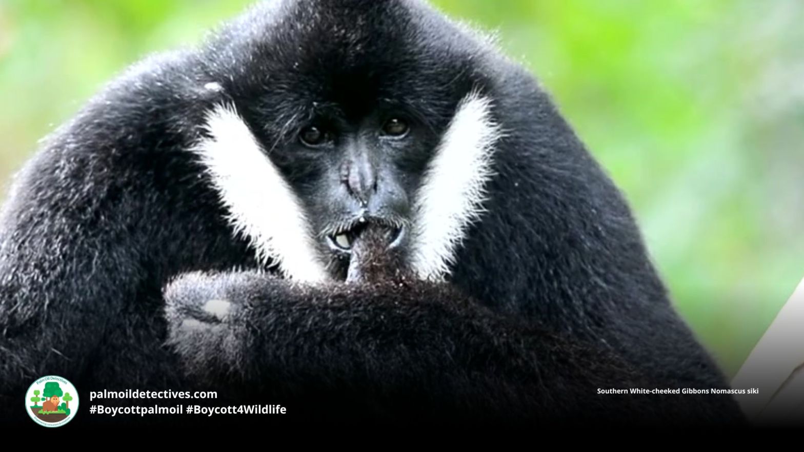 Southern White-cheeked Gibbons Nomascus siki looking concerned