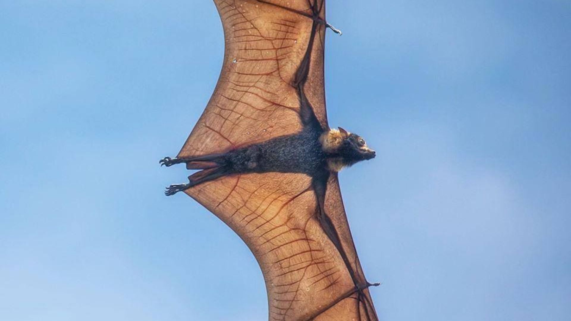 Spectacled Flying Fox Pteropus conspicillatus in flight