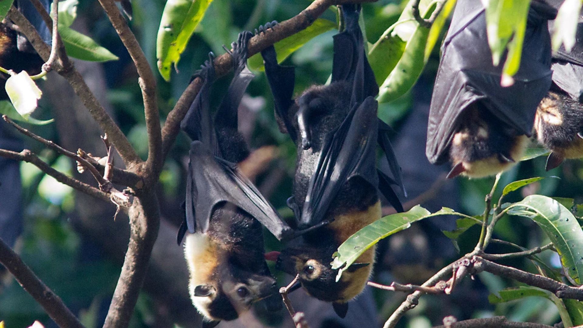 Spectacled Flying Fox Pteropus conspicillatus cuddling in a tree