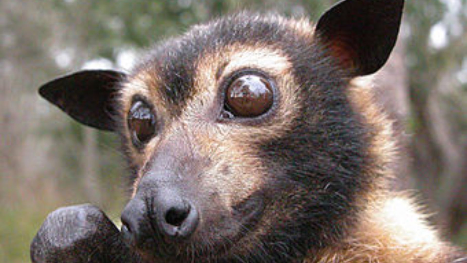 Spectacled Flying Fox Pteropus conspicillatus close up