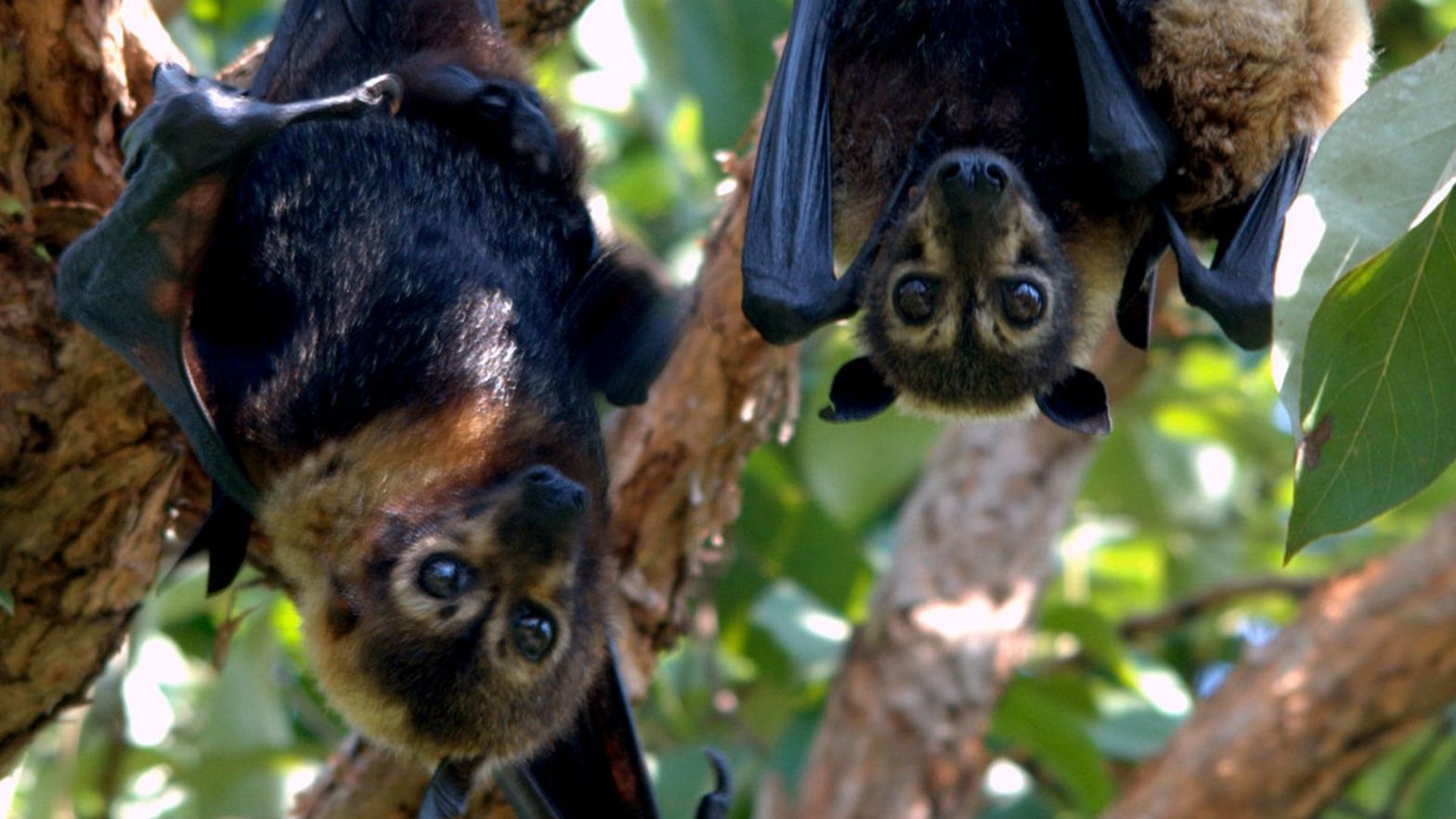 Spectacled Flying Fox Pteropus conspicillatus two hanging out in a tree