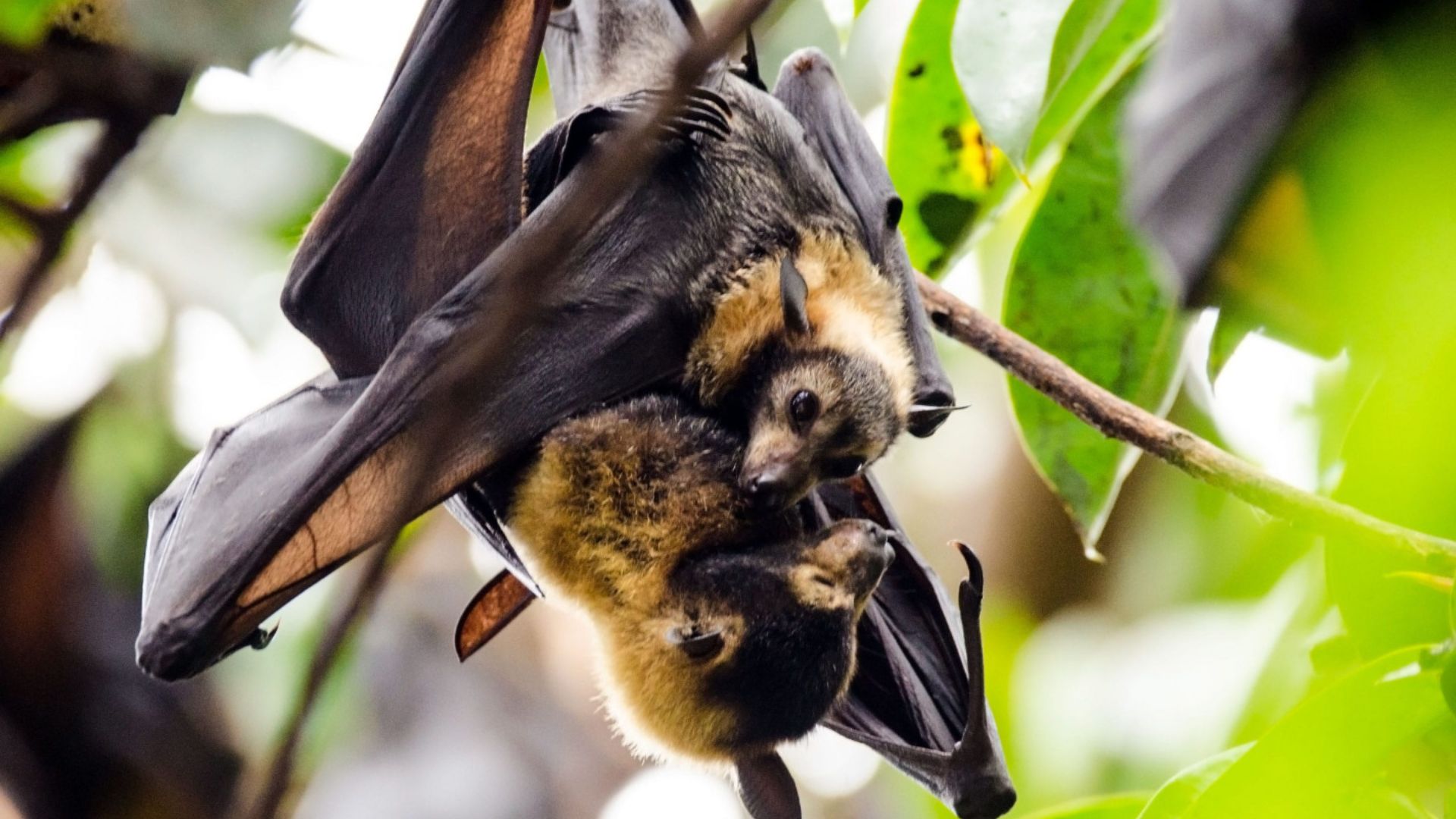 Spectacled Flying Fox Pteropus conspicillatus cuddling in a tree