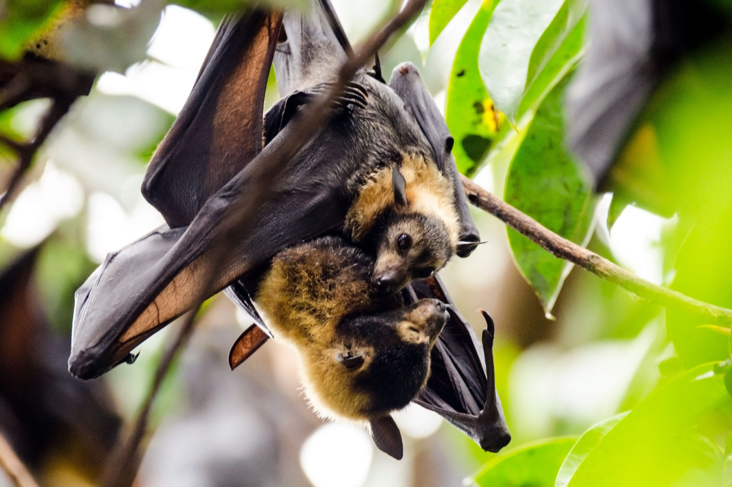 Spectacled Flying Fox Pteropus conspicillatus