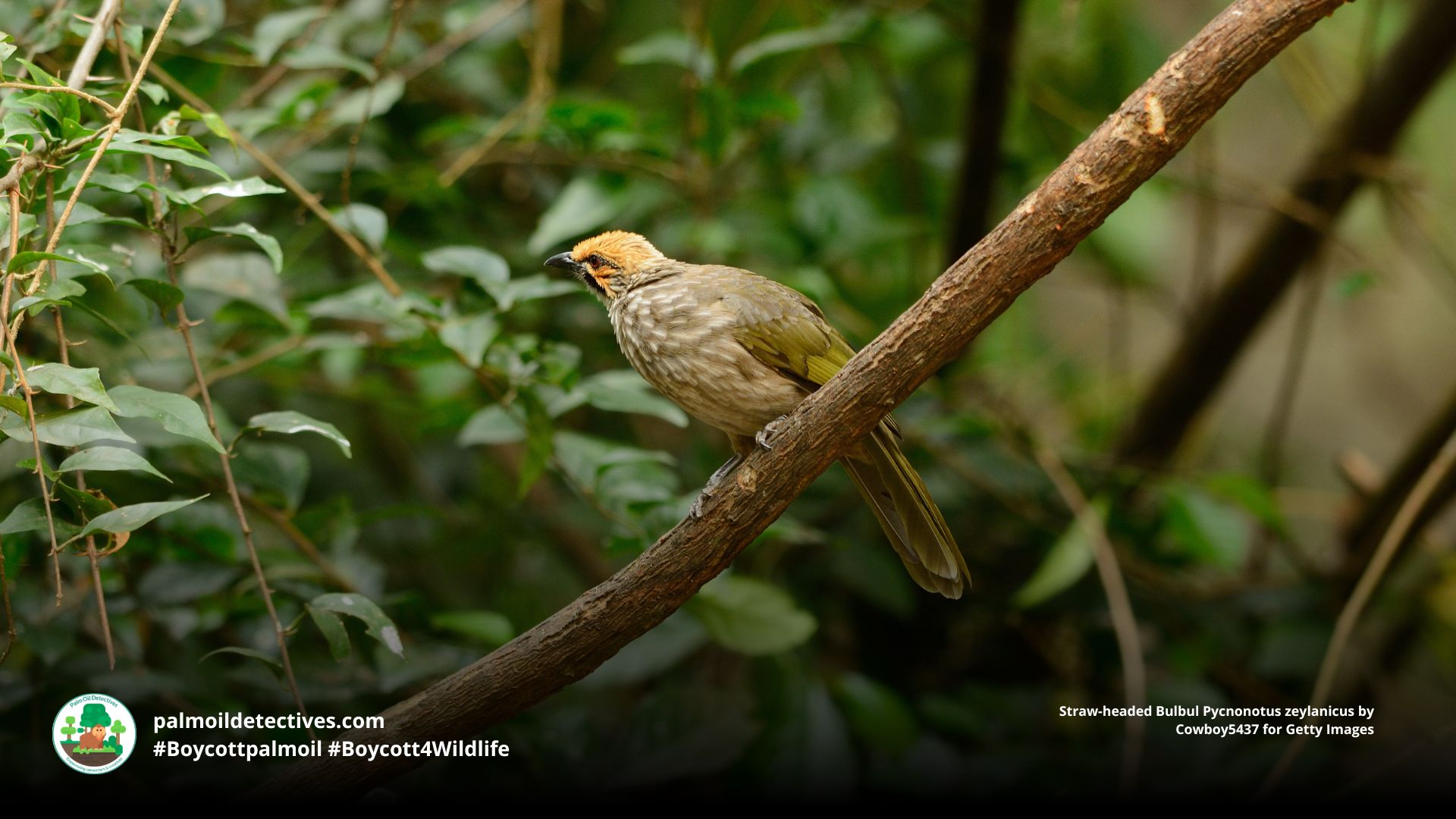 Straw-headed Bulbul Pycnonotus zeylanicus