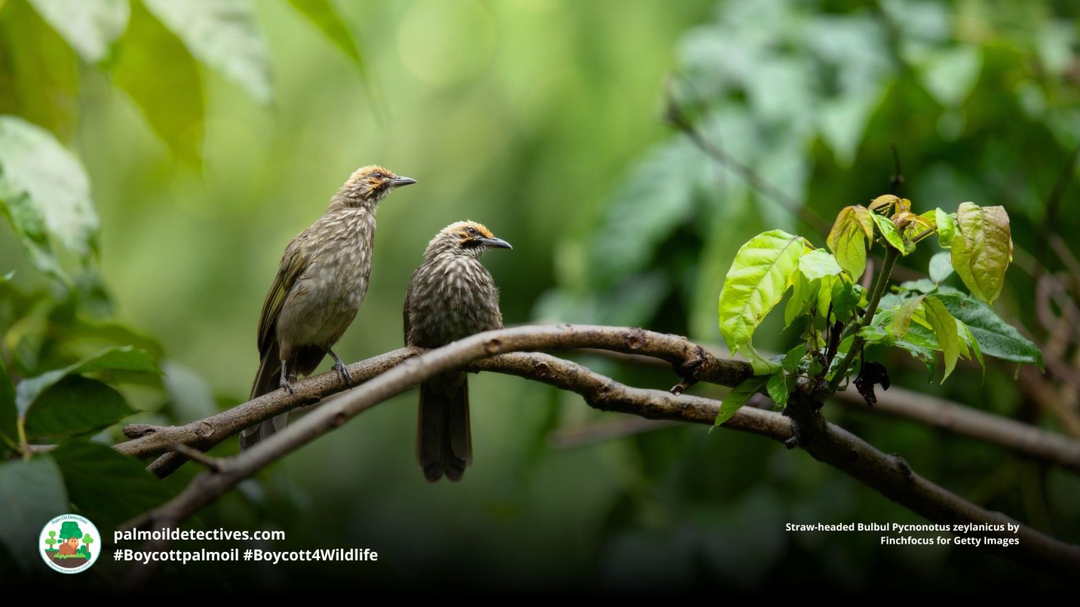 Straw-headed Bulbul Pycnonotus zeylanicus