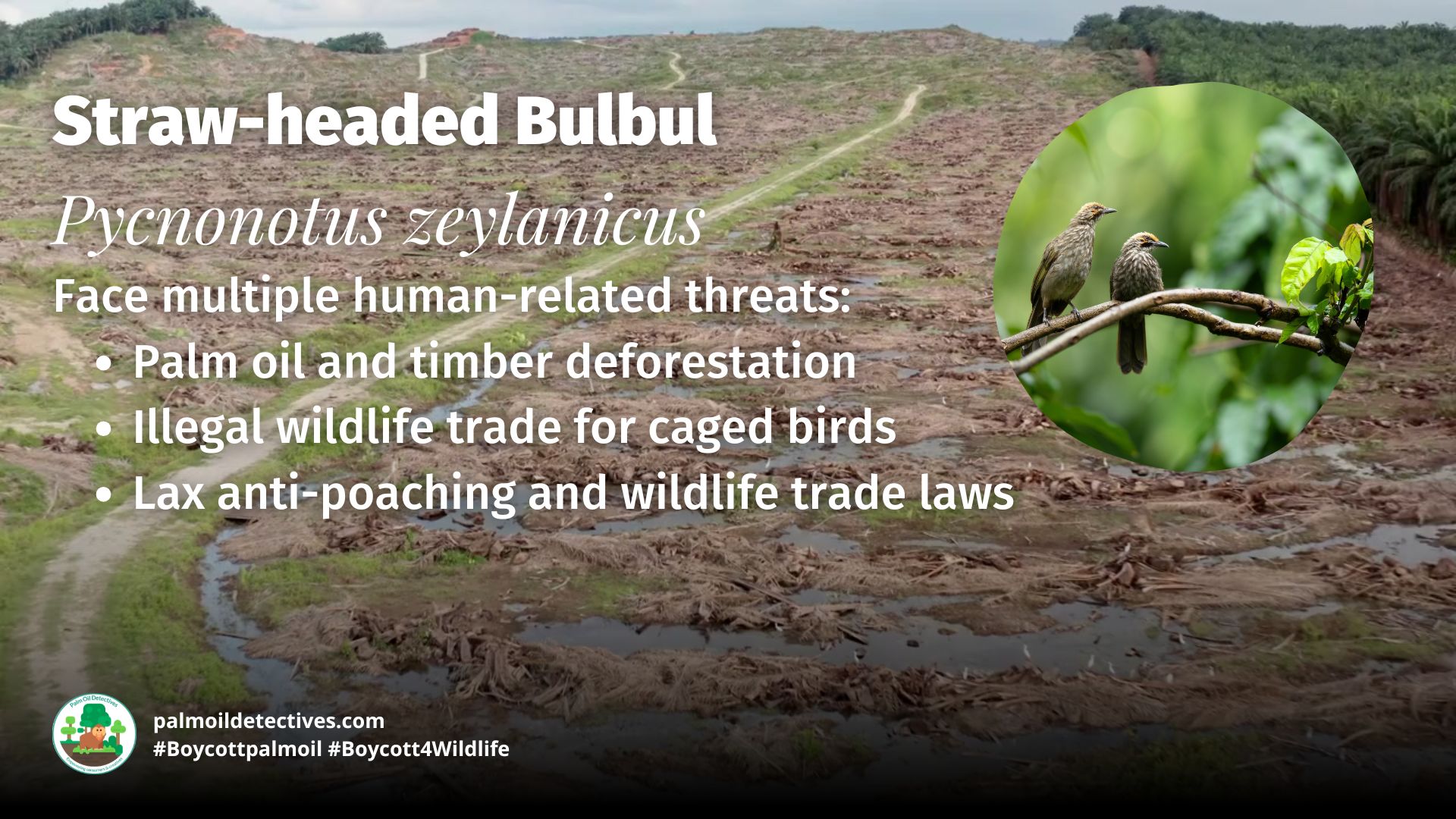 Straw-headed Bulbul Pycnonotus zeylanicus threats