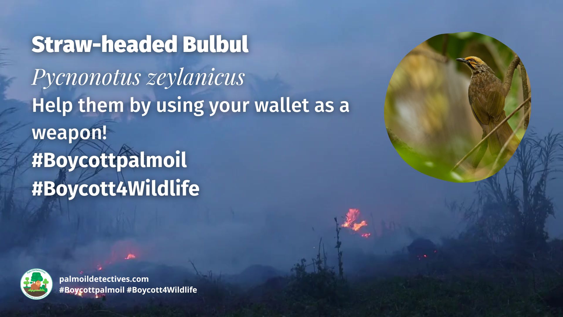 Straw-headed Bulbul Pycnonotus zeylanicus