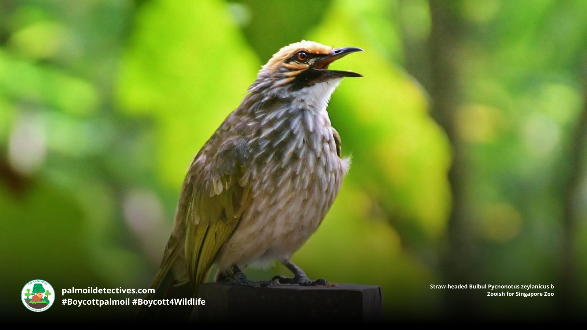 Straw-headed Bulbul Pycnonotus zeylanicus