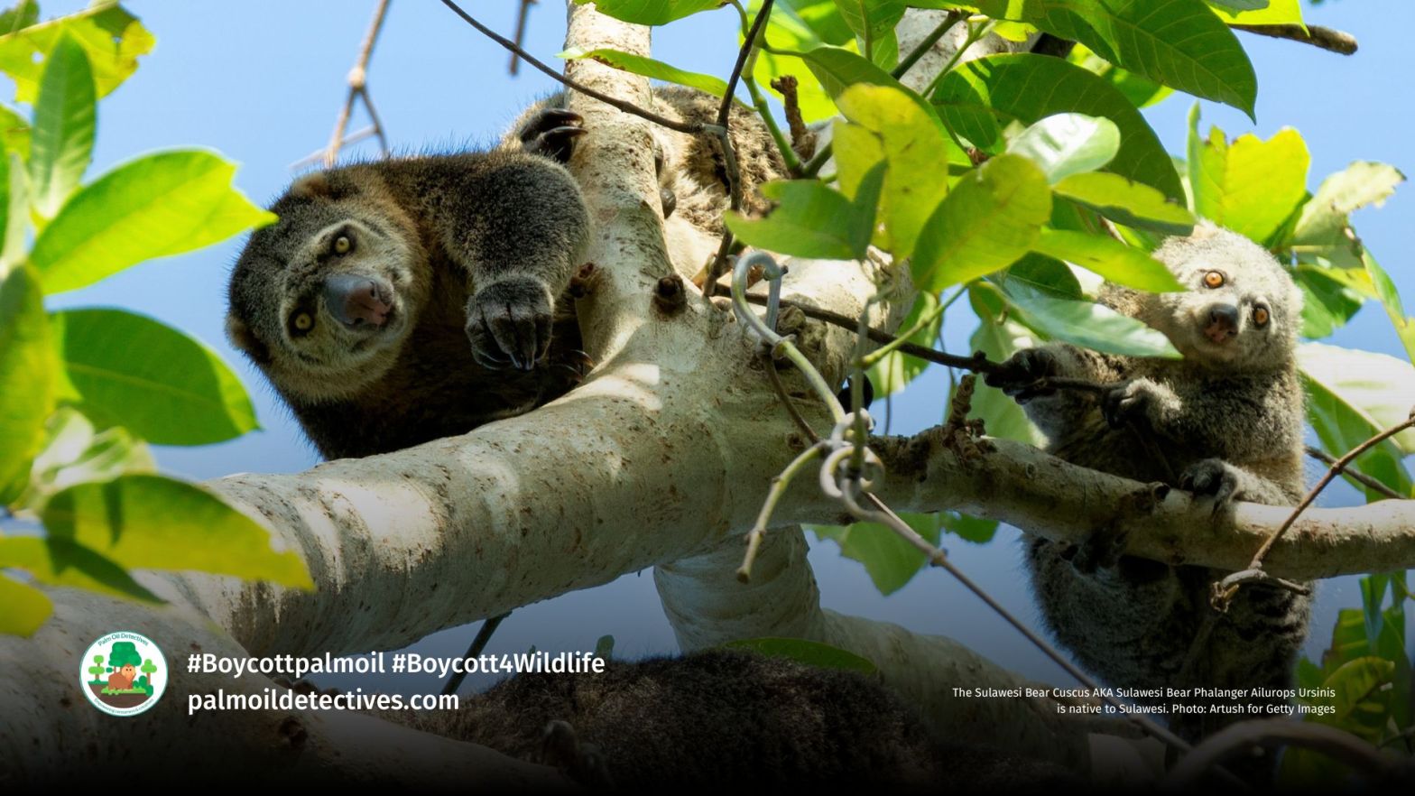 Bear Cuscus Ailurops ursinus. Image: Artush, Getty Images