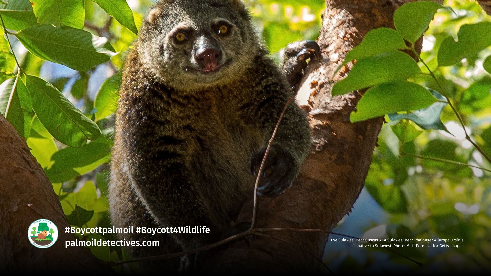 Bear Cuscus Ailurops ursinus. Image: Matt Potenski, Getty Images