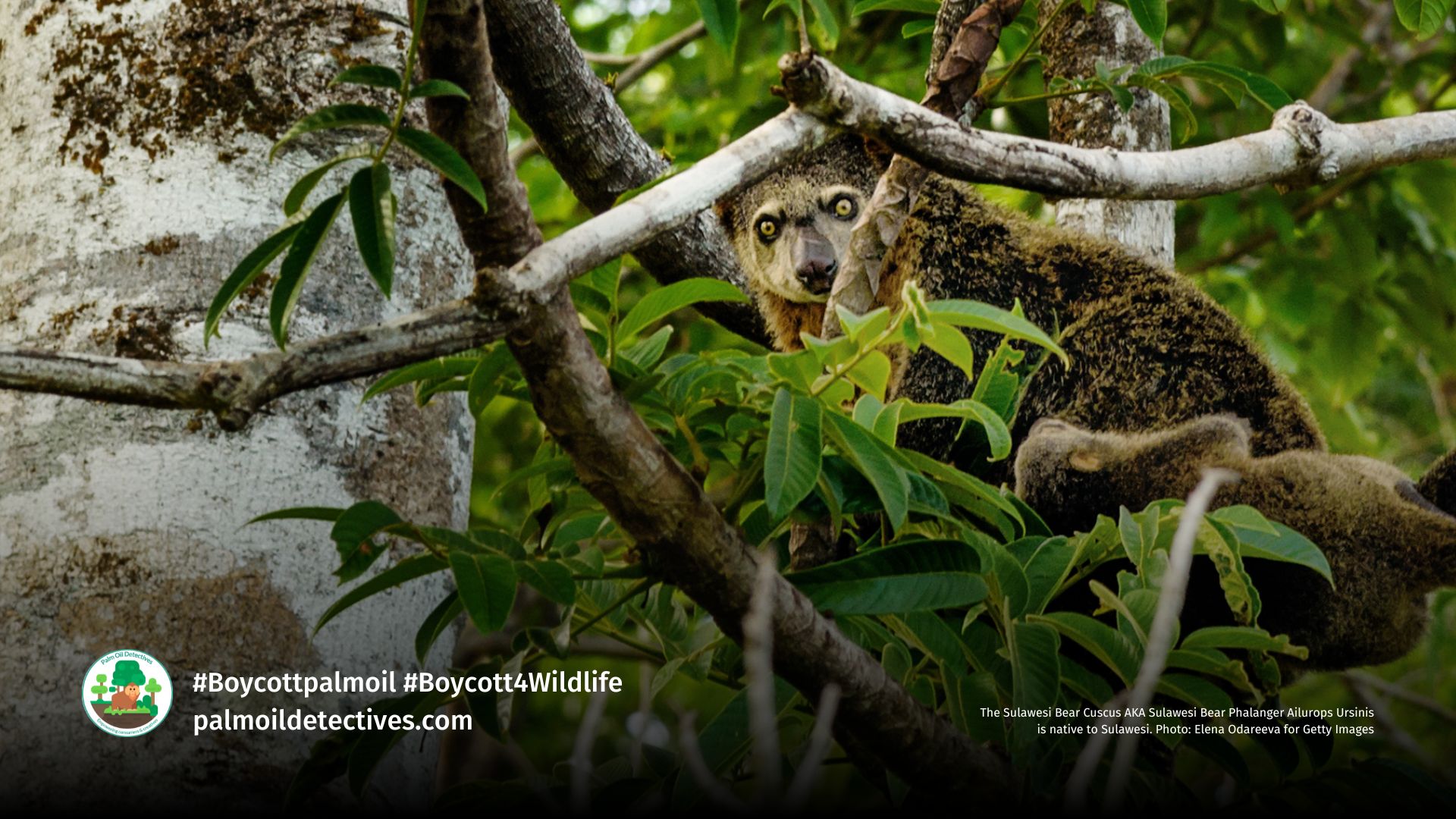 Bear Cuscus Ailurops ursinus. Image: Elena Odareeva, Getty Images