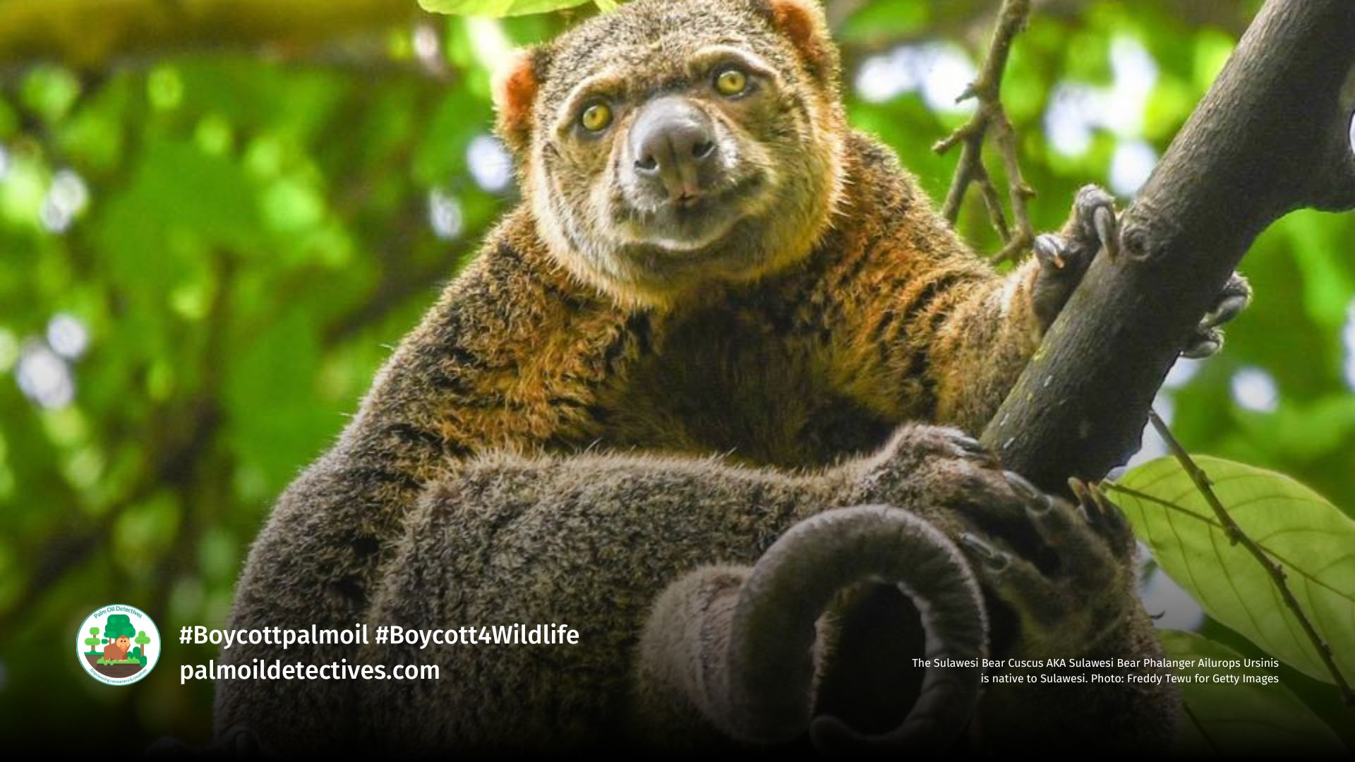 Bear Cuscus Ailurops ursinus.